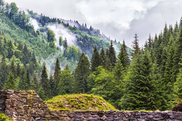 Mountain forest on wet weather Romanian mountain forest in a wet summer day — Stock Photo, Image