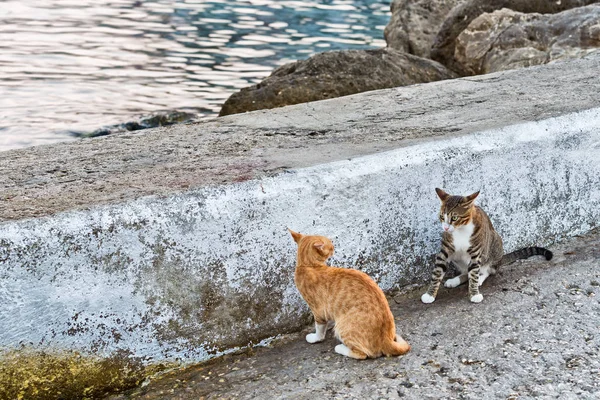 Кошки сражаются у моря — стоковое фото