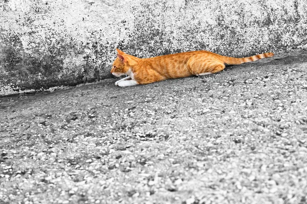 Sarı kedi avcılık