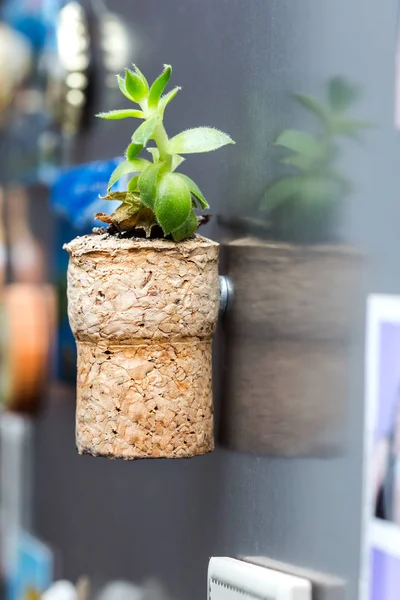 Suckulent växt på cork magnet — Stockfoto