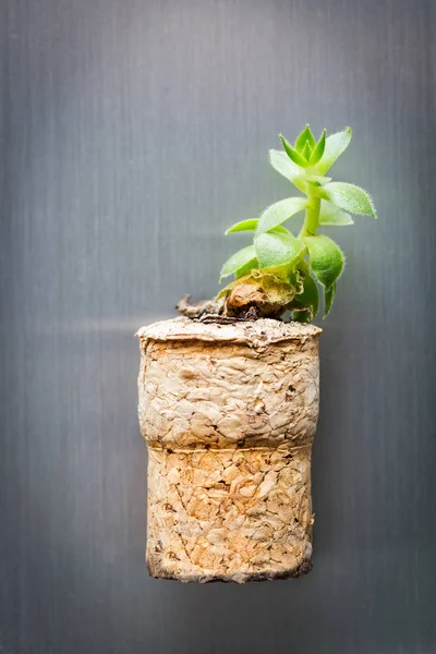 Pianta succulenta su calamita di sughero — Foto Stock