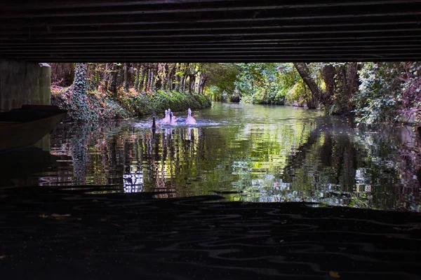 Group Swans Colmar Canal — Stock Photo, Image