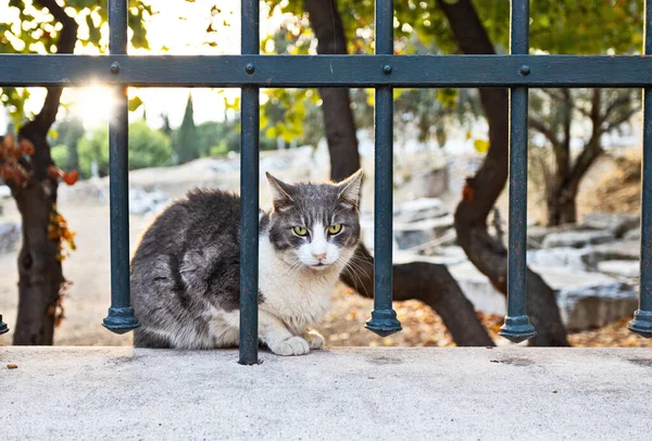 Афинские кошки на закате — стоковое фото