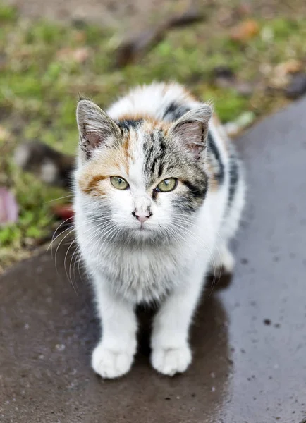 Old Dirty Homeless Cat — Stock Photo, Image