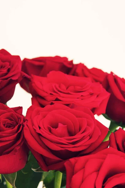 Rose Flowerse Nikoho — Stock fotografie