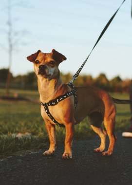 Sahibi ile bir parkta yürümek a köpek