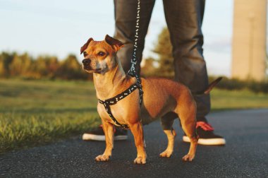 Sahibi ile bir parkta yürümek a köpek