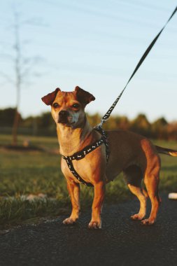 Sahibi ile bir parkta yürümek a köpek
