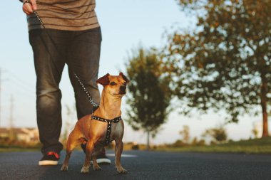Sahibi ile bir parkta yürümek a köpek