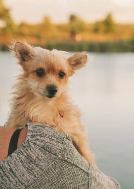 Sahibi tarafından tutulan bir evcil köpek