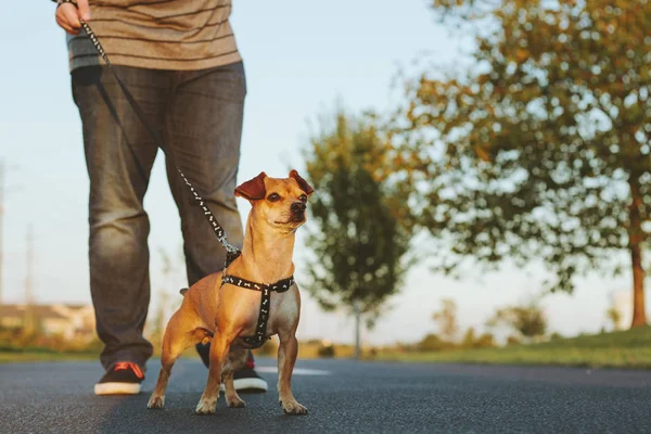 Sahibi ile bir parkta yürümek a köpek