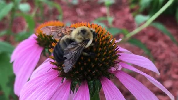 蜜蜂在大自然中授粉一朵花 — 图库视频影像
