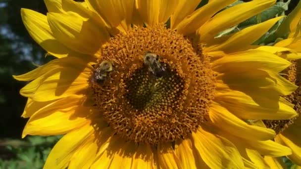 蜜蜂在大自然中授粉一朵花 — 图库视频影像