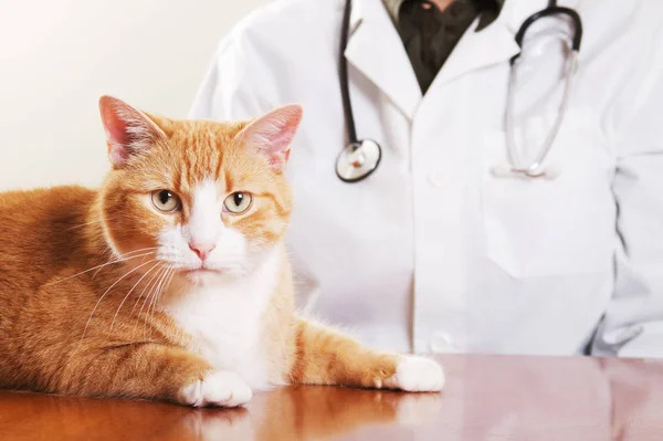 bir kedi ile a hayvan hastalıklarıyla ilgili 