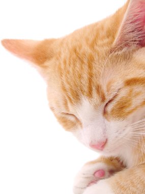 portakal a evde beslenen hayvan kedi üzerinde beyaz izole. 