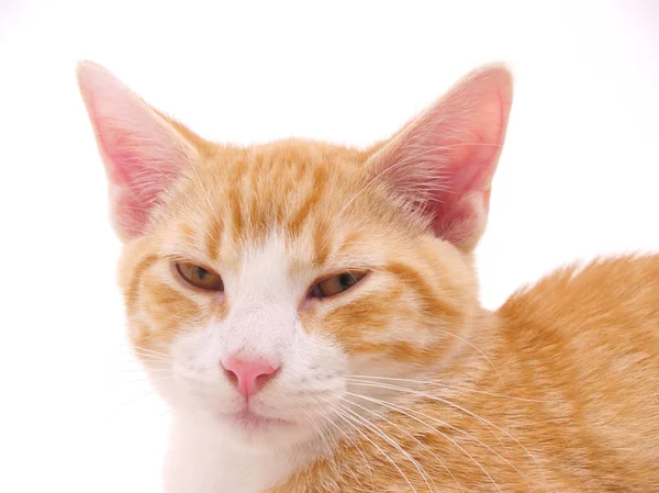 Oranžová Pet Kočka Izolované Bílém — Stock fotografie