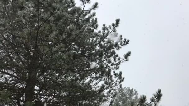 Ένα Χιονισμένο Σκηνή Αειθαλές Δέντρο — Αρχείο Βίντεο