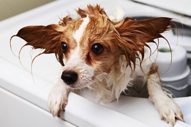 çamaşır makinesine bir köpek