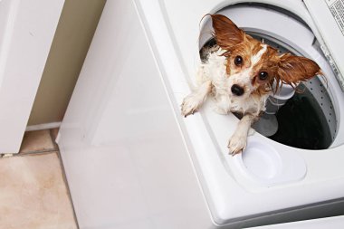 çamaşır makinesine bir köpek