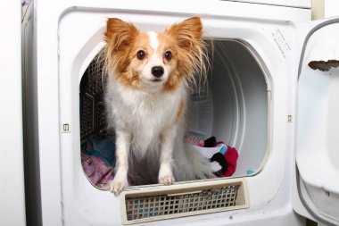 bir köpek bir kurutucu olarak
