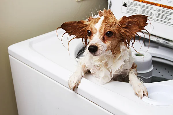 a dog in a washing machine