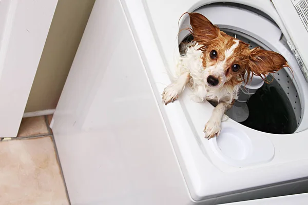 Hund Tvättmaskin — Stockfoto