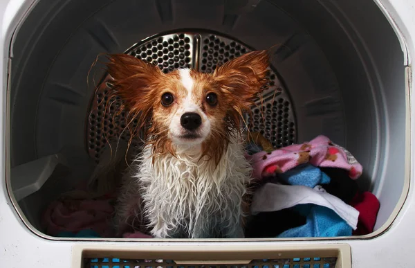 Dog Dryer — Stock Photo, Image