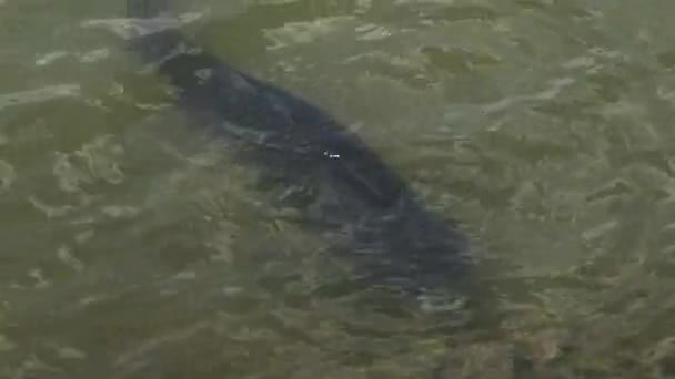 un poisson nageant dans une rivière étang .