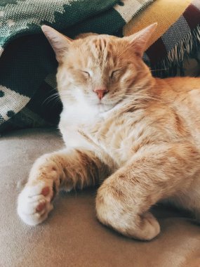 sandalye uyumak bir evde beslenen hayvan kedi