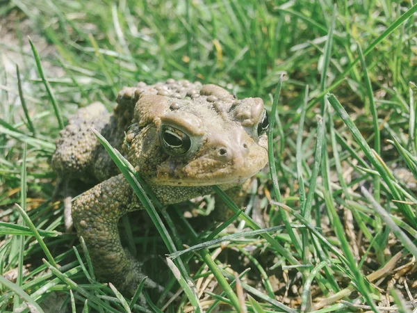 An eastern american toad in the grass