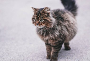 A evde beslenen hayvan kedi yavru kedi dışarı. 