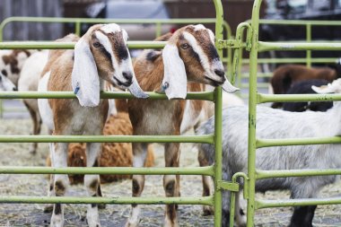 Bir çiftlikte kafese kapatılmış bir alanda keçi