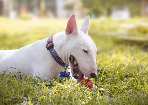 Bull Terrier Kutya Feküdt Fűben Egy Piros Labda Játék — Stock Fotó