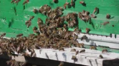 Böcekler kovan girişinde. Arılar, kovan etrafında çember. Apiyer, Arıcılık, kolektif iş kavramı arı tarım. Makro.