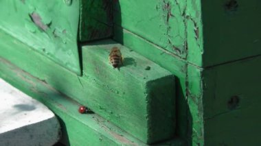 Böcekler kovan girişinde. Arılar, kovan etrafında çember. Apiyer, Arıcılık, kolektif iş kavramı arı tarım. Makro.
