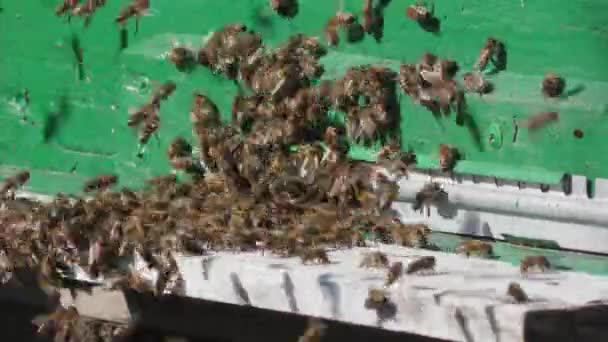 昆虫は巣の入り口にあります。巣の周りにミツバチの群れが周りを回る。アピアリー、養蜂、集団作業概念ミツバチ農業。マクロ. — ストック動画