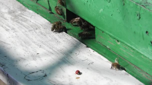 Los insectos están a la entrada de la colmena.Enjambre de abejas círculo alrededor de la colmena.Apiario, apicultura, concepto de trabajo colectivo de la abeja agricultura.Macro . — Vídeos de Stock