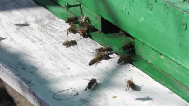 昆虫在蜂巢的入口。成群的蜜蜂在蜂巢周围盘旋。养蜂、养蜂、集体工作概念蜂农业。宏观. — 图库视频影像