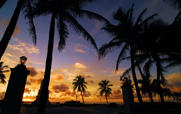 Per questo la chiamano Palm Beach. — Foto Stock