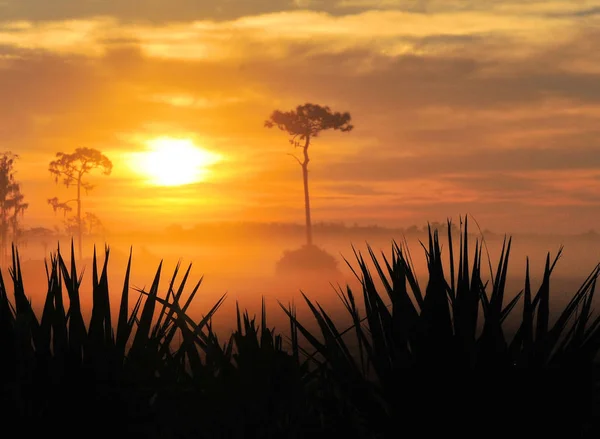 Nästan från Afrika — Stockfoto