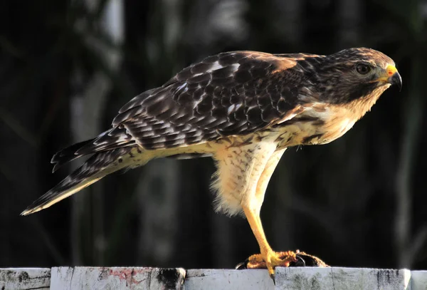 The Juvenile Red Shoulder Hawk in South Florida