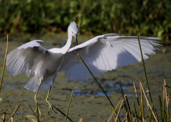 Подросток Blue Heron Green Cay Приземлился Юге Флориды — стоковое фото