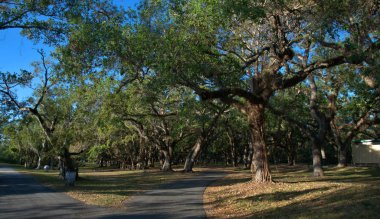 İki yol / Live meşe ve avuç içi Matheson hamak Park yakınındaki Miami, Florida.