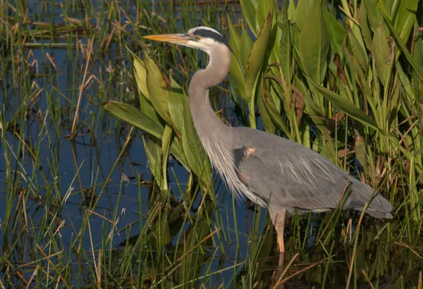 Great Blue Heron Green Cay Приземляется Юге Флориды — стоковое фото