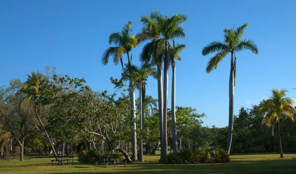 Palms Live Oaks Palms Matheson Hammock Park Vicino Miami Florida — Foto Stock