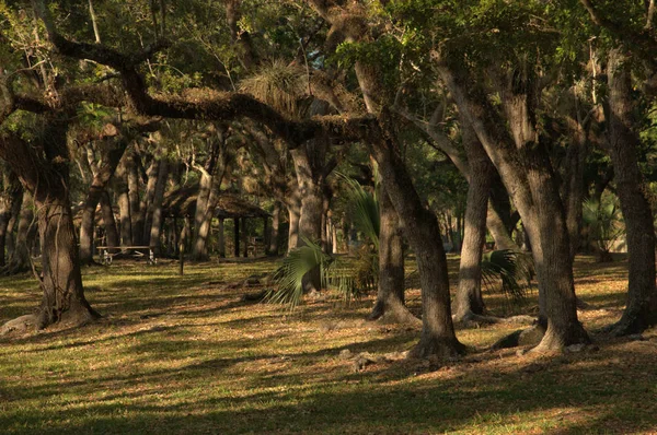 ライブ樫 ライブ樫の木やヤシの木マシソン ハンモック公園近くのマイアミ フロリダ — ストック写真