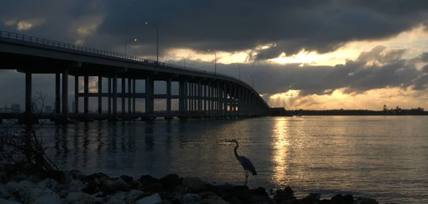 Heron Sunrise Sunrise Rickenbacker Causeway Miami Florida — Fotografia de Stock