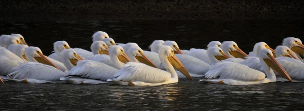 White Pelican Migration Weiss Lake Alabama — 스톡 사진