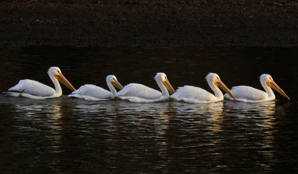 White Pelican Migration Weiss Lake Alabama — 스톡 사진