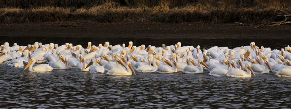 White Pelican Migration Weiss Lake Alabama — 스톡 사진